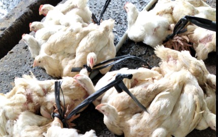 Harga Ayam Potong Terjun Bebas, Peternak Broiler Rugi Terancam Rp80 Miliar per Minggu